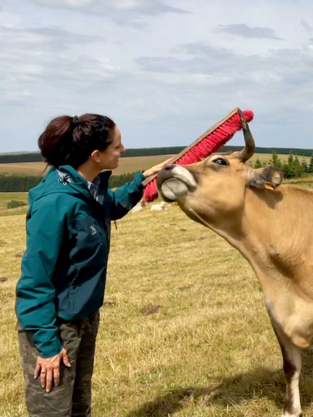 Brosse CowNect Connexion Humain-Bovin