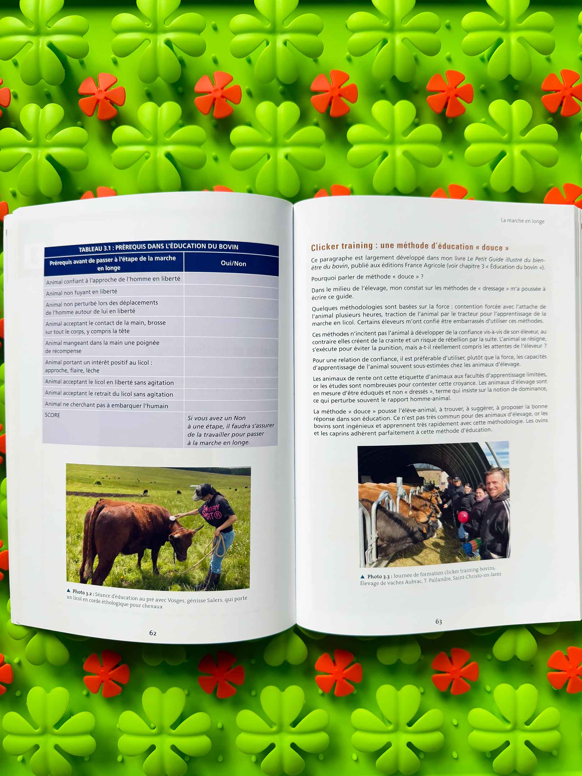 Petit Guide Illustré pour Préparer son Bovin aux Concours Agricoles – Image 2