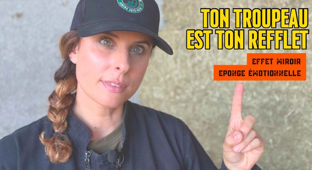 Effet miroir sur le troupeau