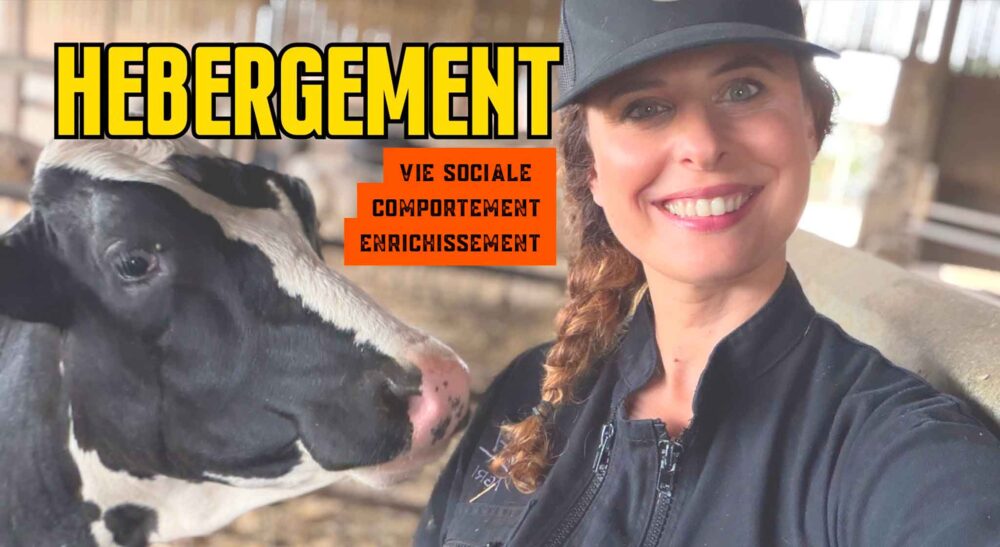 Hébergement du veau
