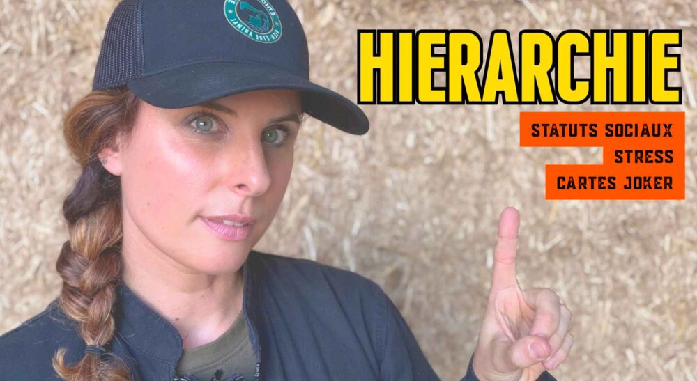 Hiérarchie et stress