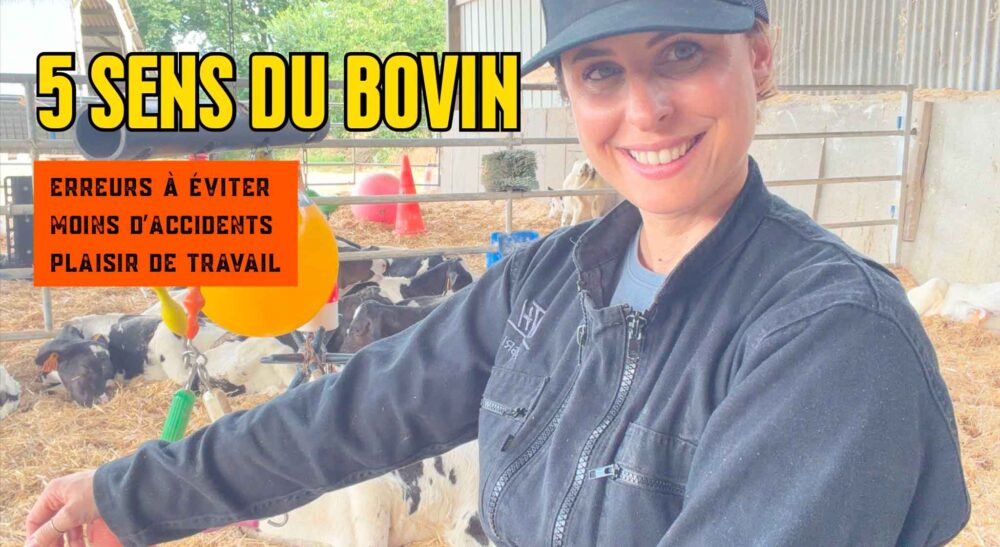 5 sens : dans la tête du bovin