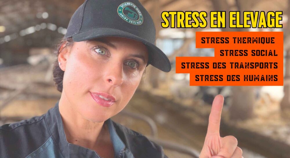 Stress en élevage
